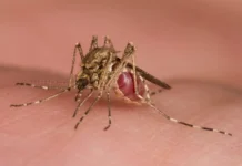 Первые комары в Исландии! Учёные связывают находку с глобальным потеплением pervye komary v islandii uchyonye svyazyvayut nahodku s globalnym potepleniem-onlymainnews-ru-0