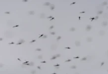 Прибытие комаров в Исландию глазами Гисли Мар Гисласона pribytie komarov v islandiyu glazami gisli mar gislasona-onlymainnews-ru-0