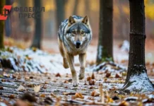 Семен Татарников рассказывает о поисках семьи Усольцевых в Красноярском крае и версиях о волках semen tatarnikov rasskazyvaet o poiskah semi usolczevyh v krasnoyarskom krae i versiyah o volkah-onlymainnews-ru-0