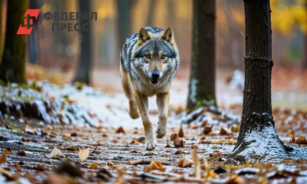 Семен Татарников рассказывает о поисках семьи Усольцевых в Красноярском крае и версиях о волках-0