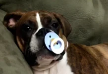 Таня Стивенс рассматривает позитивные перемены в области ветеринарии tanya stivens rassmatrivaet pozitivnye peremeny v oblasti veterinarii-onlymainnews-ru-0