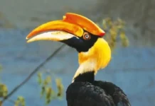 v leningradskom zooparke razyskivayut ekzoticheskuyu pticzu shanti posle ee pobega-onlymainnews-ru-0