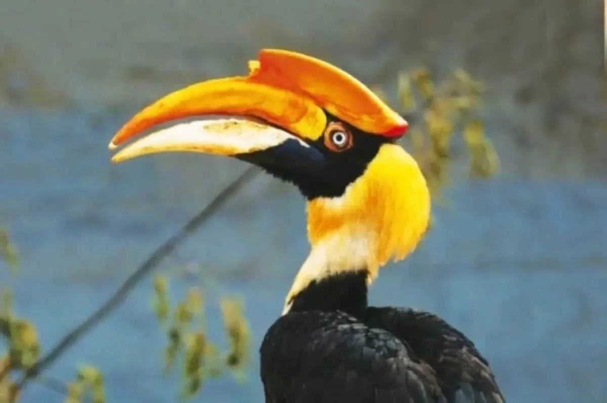 В Ленинградском зоопарке разыскивают экзотическую птицу Шанти после ее побега-0