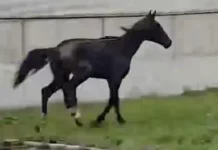 Во Владикавказе спасают и восстанавливают лошадь при помощи Нукар Кесаева и Олега Цаллаева vo vladikavkaze spasayut i vosstanavlivayut loshad pri pomoshhi nukar kesaeva i olega czallaeva-onlymainnews-ru-0