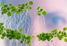 Адаптация рапса и арабидопсиса к недостатку бора в почве исследуется TUM adaptacziya rapsa i arabidopsisa k nedostatku bora v pochve issleduetsya -onlymainnews-ru-0