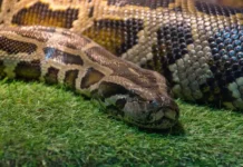 Дерзкий питон в Индонезии утащил гида с Борнео в реку Себангау derzkij piton v indonezii utashhil gida s borneo v reku sebangau-onlymainnews-ru-0