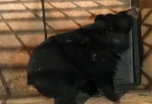 Гималайский медведь из школьного двора отправится в Центр реабилитации "Тигр" в Приморье gimalajskij medved iz shkolnogo dvora otpravitsya v czentr reabilitaczii tigr v primore-onlymainnews-ru-0