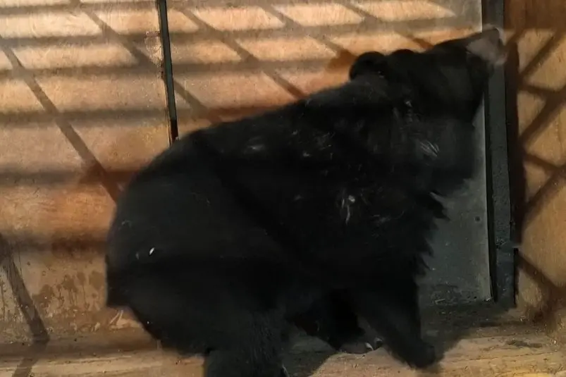 В Приморье поймали гималайского медведя ТГ-канал Центра "Тигр"