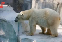 Грушины Юра и Юля делятся опытом работы в Пекинском зоопарке grushiny yura i yulya delyatsya opytom raboty v pekinskom zooparke-onlymainnews-ru-0