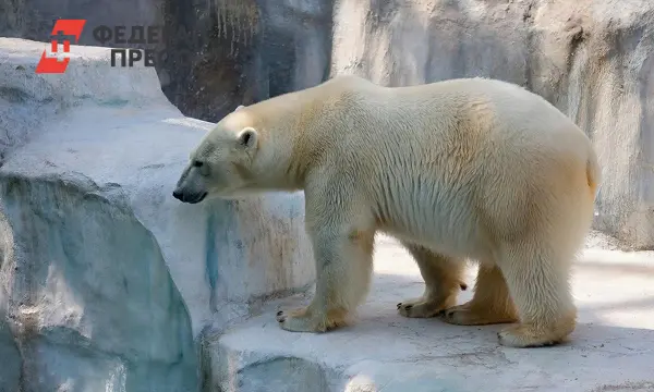 Грушины Юра и Юля делятся опытом работы в Пекинском зоопарке-0