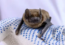 Инструмент KEGGaNOG от Донского государственного технического университета открывает новую эру пробиотиков instrument ot donskogo gosudarstvennogo tehnicheskogo universiteta otkryvaet novuyu eru probiotikov-onlymainnews-ru-0