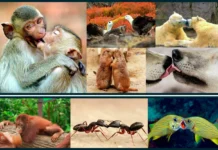 Матильда Бриндл исследует поцелуи шимпанзе, бонобо, орангутанов и сапиенсов matilda brindl issleduet poczelui shimpanze bonobo orangutanov i sapiensov-onlymainnews-ru-0