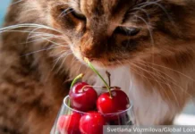 nina ostanina inicziiruet obnovlenie sanitarnyh pravil v minzdrave rossii dlya obshhepita-onlymainnews-ru-0