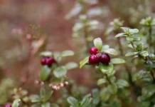 Пермский Политех внедряет роботов для сбора ягод благодаря Антону Посягину permskij politeh vnedryaet robotov dlya sbora yagod blagodarya antonu posyaginu-onlymainnews-ru-0