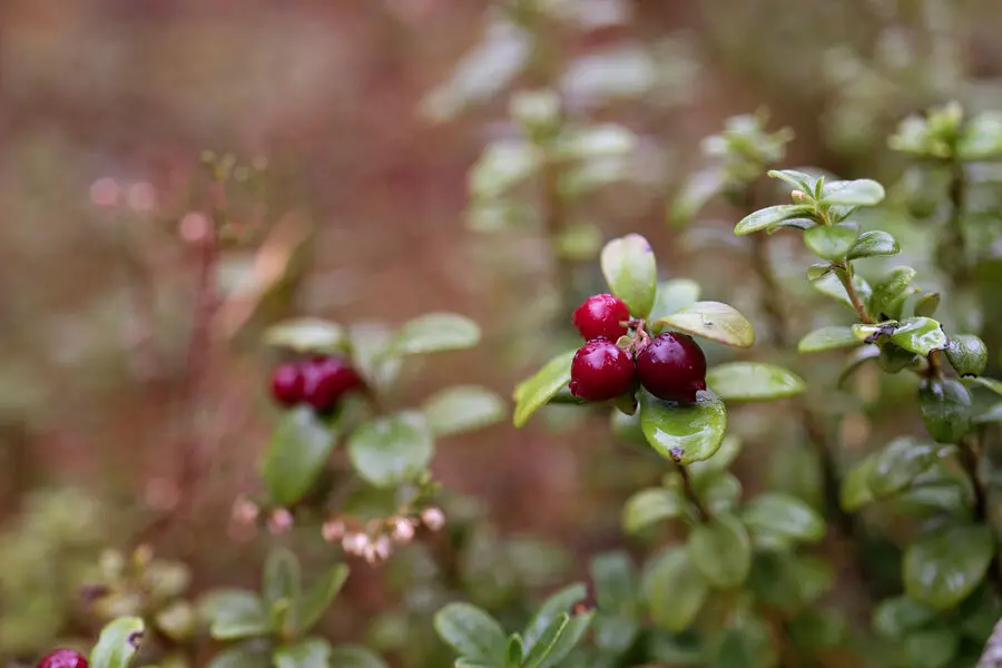 Пермский Политех внедряет роботов для сбора ягод благодаря Антону Посягину-0