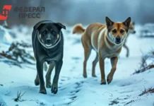 Роспотребнадзор сообщает о снижении числа укусов собак в Самарской области rospotrebnadzor soobshhaet o snizhenii chisla ukusov sobak v samarskoj oblasti-onlymainnews-ru-0