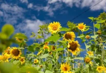 Россельхознадзор защитил Приморье от зараженных подсолнухов из Китая rosselhoznadzor zashhitil primore ot zarazhennyh podsolnuhov iz kitaya-onlymainnews-ru-0