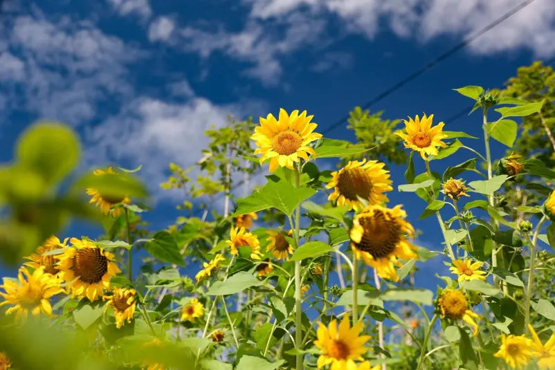 Подсолнухи Илья Аверьянов, ИА PrimaMedia