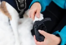 Российская кинологическая федерация советует, как оберечь собаку зимой от реагентов rossijskaya kinologicheskaya federacziya sovetuet kak oberech sobaku zimoj ot reagentov-onlymainnews-ru-0