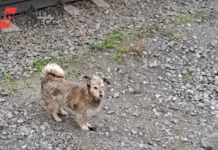 Самарская область ужесточила правила для бездомных животных и приютов samarskaya oblast uzhestochila pravila dlya bezdomnyh zhivotnyh i priyutov-onlymainnews-ru-0