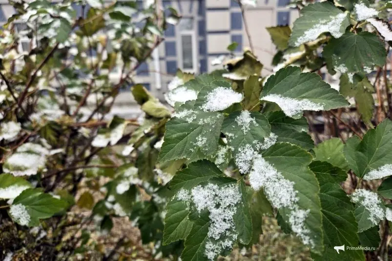 Снег во Владивостоке 8 ноября 2025 года ИА PrimaMedia