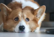 Связь между корги, Союзом кинологических организаций России и исчезновением семьи Усольцевых svyaz mezhdu korgi soyuzom kinologicheskih organizaczij rossii i ischeznoveniem semi usolczevyh-onlymainnews-ru-0