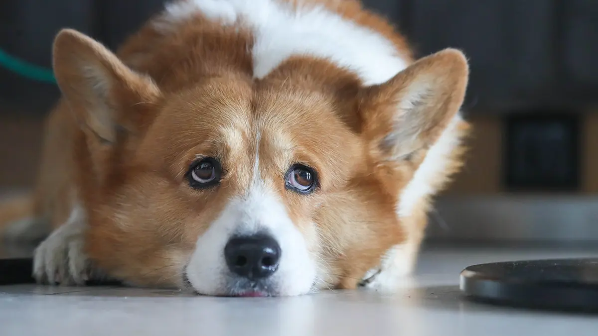 Стало известно, кто мог вывести семью Усольцевых из красноярской тайги