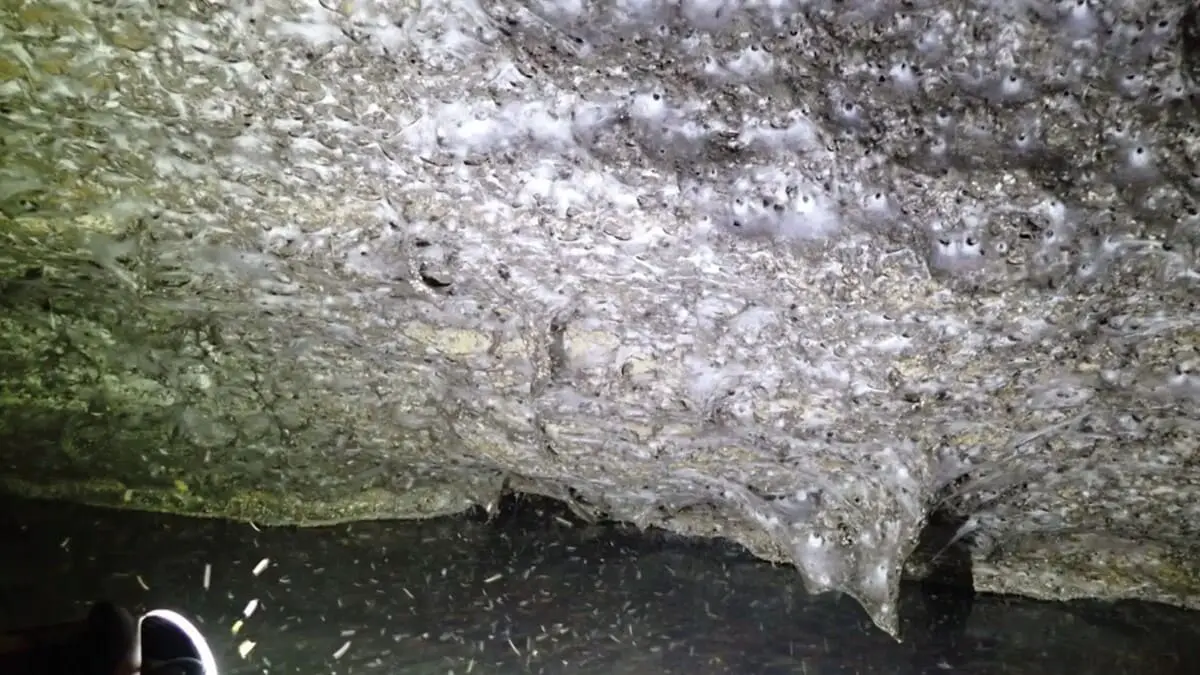 Уникальное поведение Tegenaria domestica и Prinerigone vagans в пещере Европы-0