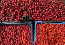 Университет Милана и Павии изучают полифенолы ягод для защиты от остеопороза universitet milana i pavii izuchayut polifenoly yagod dlya zashhity ot osteoporoza-onlymainnews-ru-0