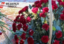 В Екатеринбурге расследуют схемы фиктивных браков и исчезновения на СВО v ekaterinburge rassleduyut shemy fiktivnyh brakov i ischeznoveniya na svo-onlymainnews-ru-0