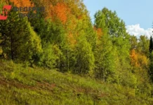 В Красноярском крае семья Усольцевых ждёт помощи от ЛизаАлерт и дронов v krasnoyarskom krae semya usolczevyh zhdyot pomoshhi ot lizaalert i dronov-onlymainnews-ru-0