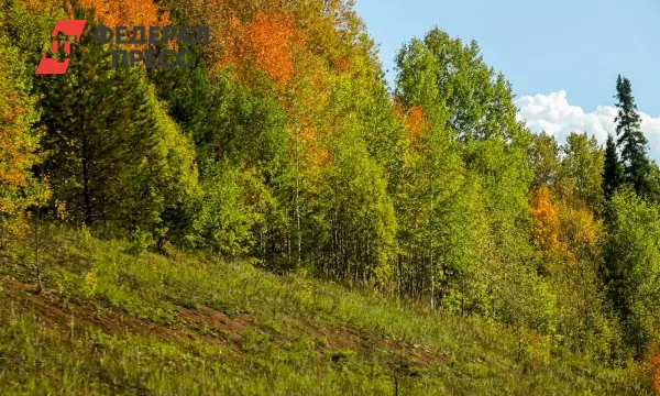 В Красноярском крае семья Усольцевых ждёт помощи от ЛизаАлерт и дронов-0