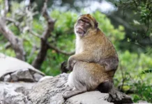 В Нью-Дели макаки стали причиной перемен в городе, считает Суриндер Сингх Байва v nyudeli makaki stali prichinoj peremen v gorode schitaet surinder singh bajva-onlymainnews-ru-0