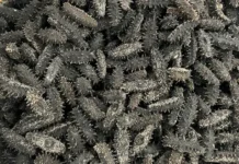 В Шереметьево таможня успешно предотвратила вывоз трепанга в Китай v sheremetevo tamozhnya uspeshno predotvratila vyvoz trepanga v kitaj-onlymainnews-ru-0