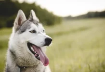 Владимир Голубев из РКФ рассказал, какие породы собак сложно содержать в квартире vladimir golubev iz rkf rasskazal kakie porody sobak slozhno soderzhat v kvartire-onlymainnews-ru-0