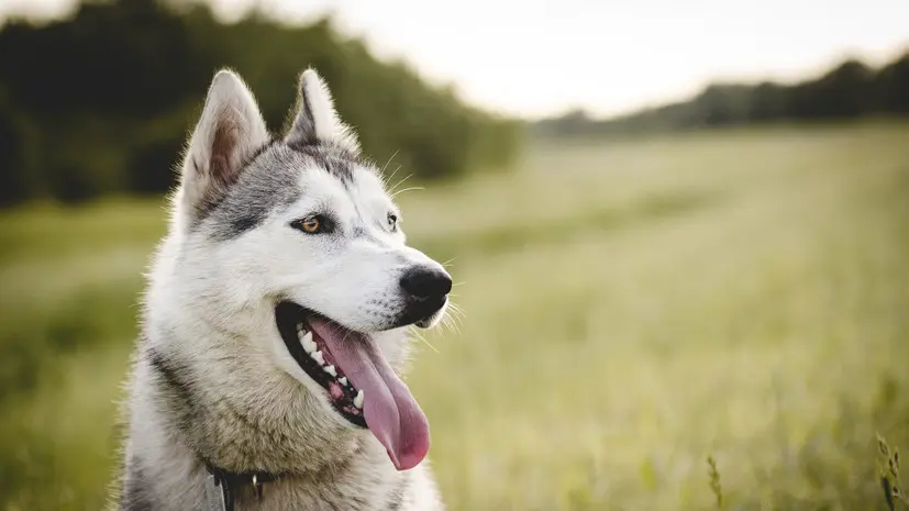 В РКФ назвали породы собак, которые не стоит держать в квартире