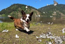 Владимир Уражевский о корги как пастушьем ключе к загадке семьи Усольцевых vladimir urazhevskij o korgi kak pastushem klyuche k zagadke semi usolczevyh-onlymainnews-ru-0