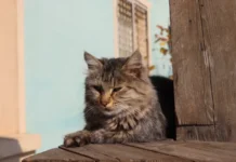 Во Владивостоке полиция защищает котов и птиц от жестокости детей vo vladivostoke policziya zashhishhaet kotov i pticz ot zhestokosti detej-onlymainnews-ru-0