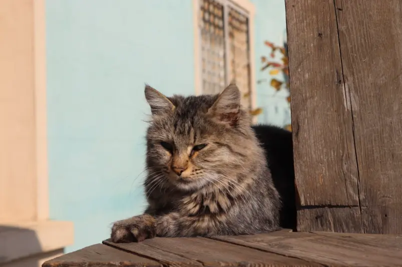 Фото: primamedia.ru