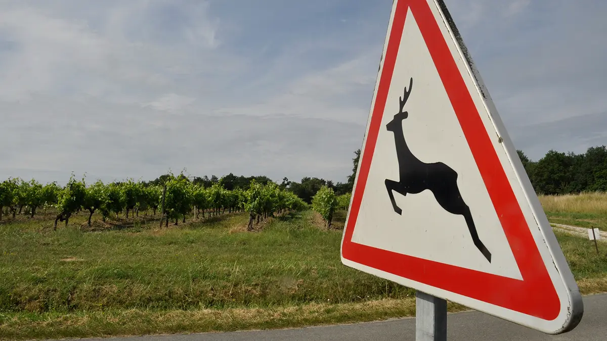 Упавший с холма турист смог выжить после двух дней жизни среди диких животных