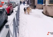 Епископ Питирим обсудил будущее заботы о безопасности бездомных животных episkop pitirim obsudil budushhee zaboty o bezopasnosti bezdomnyh zhivotnyh-onlymainnews-ru-0