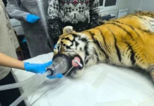 Молодой тигр из Барабаша возвращается домой в Приморье с защитным ошейником molodoj tigr iz barabasha vozvrashhaetsya domoj v primore s zashhitnym oshejnikom-onlymainnews-ru-0