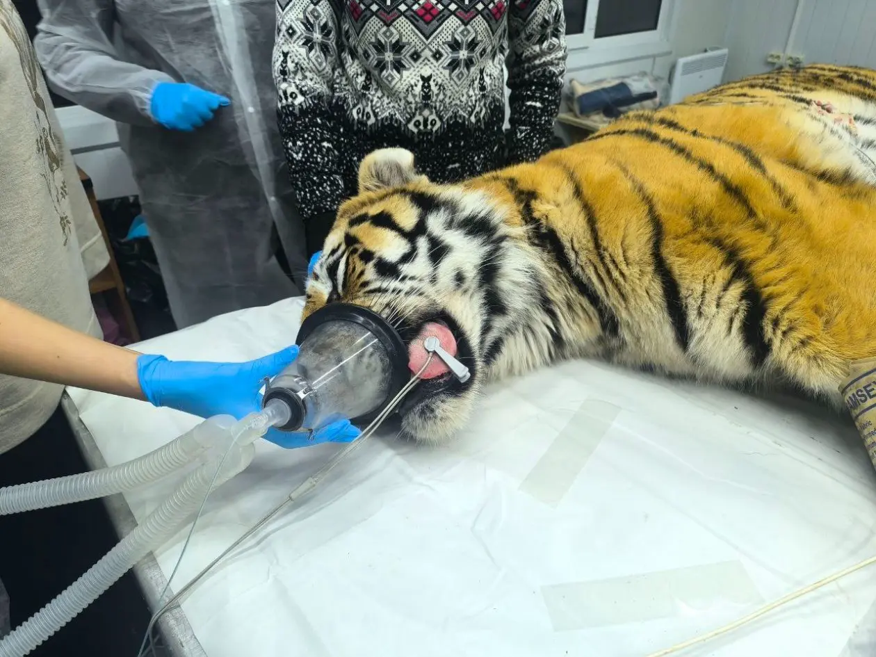 Тигра-хулигана из Барабаша вернут в природу в спутниковом ошейнике Центр "Тигр"
