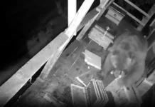 Приключения медведей в Турции, Теннесси и Канаде с неожиданными поворотами priklyucheniya medvedej v turczii tennessi i kanade s neozhidannymi povorotami-onlymainnews-ru-0