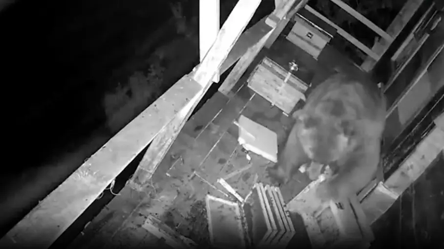 Голодный медведь в Турции забрался на балкон жилого дома за медом