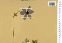 Проект МГУ "Флора России" при поддержке РФФИ собрал 100 000 наблюдений на iNaturalist proekt mgu flora rossii pri podderzhke rffi sobral 100 000 nablyudenij na -onlymainnews-ru-0