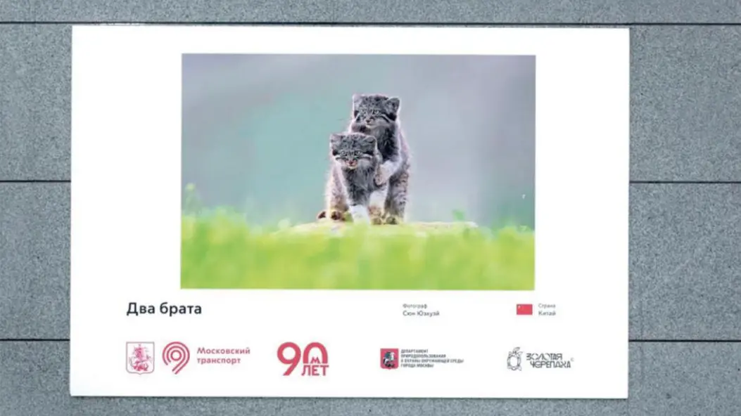 Лучшие работы фестиваля дикой природы «Золотая черепаха» представили в метро