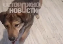 В Софрино Московской области полиция расследует инцидент с собаками v sofrino moskovskoj oblasti policziya rassleduet inczident s sobakami-onlymainnews-ru-0