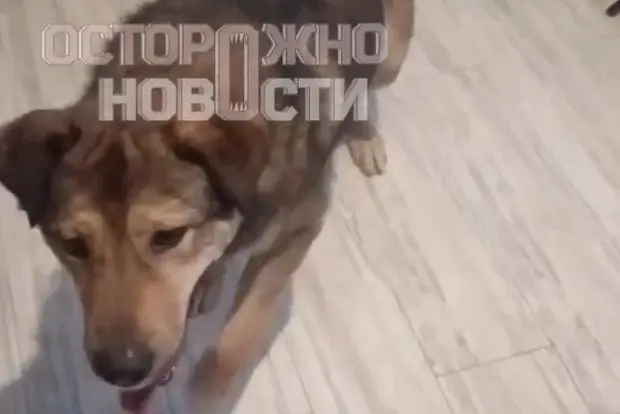 Вводная картинка