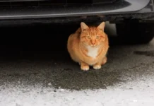 Владивосток готовится к снежной зиме с первыми осадками и советами ЕДДС vladivostok gotovitsya k snezhnoj zime s pervymi osadkami i sovetami edds-onlymainnews-ru-0